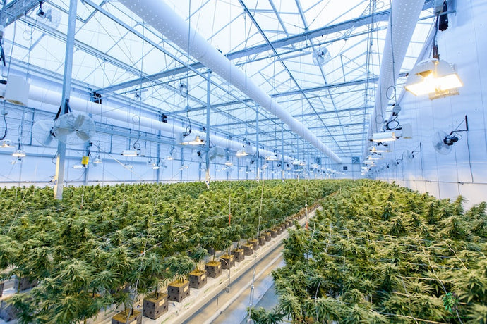 Cannabis Grows as an Industry in the United States